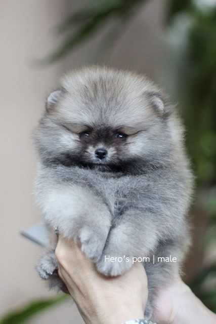 Hero'pom จำหน่ายปอมหน้าหมี สายเลือดดี รับประกันสุขภาพนาน 30 วัน Line : @heropom