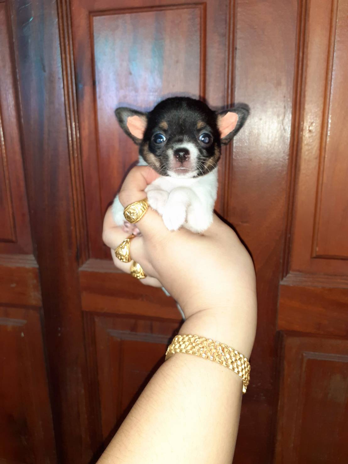 ชิวาวา พันธุ์แท้ เพศ เมีย ตัวจิ๋ว 3500 จ. สุพรรณบุรี