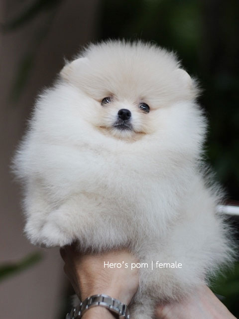 Hero'pom จำหน่ายปอมหน้าหมี สายเลือดดี รับประกันสุขภาพนาน 30 วัน Line : @heropom