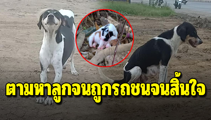 หมาแม่ลูกอ่อนอาศัยนอนข้างถนน ตามหาลูกจนถูกรถชนจนสิ้นใจ