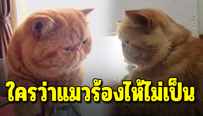 เหมียวแอบบร้องไห้ หลังโดนแม่ดุ งอลไม่เล่นด้วย