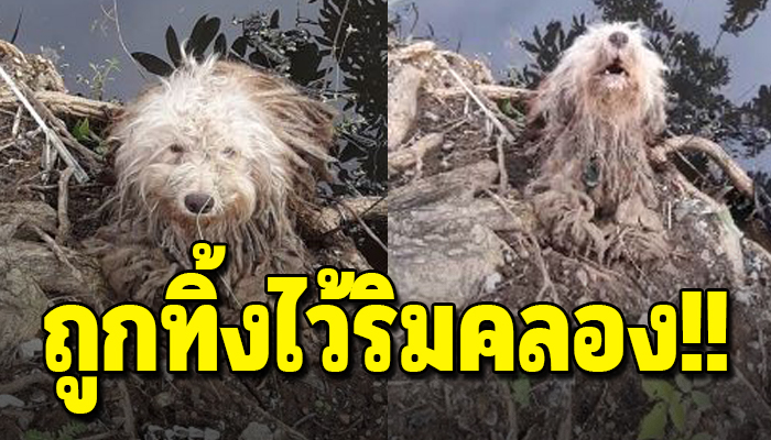 เจ้าตูบถูกเอามาทิ้งไว้ สภาพเหมือนผ้าขี้ริ้วหนีเจ้าถิ่นลงน้ำ