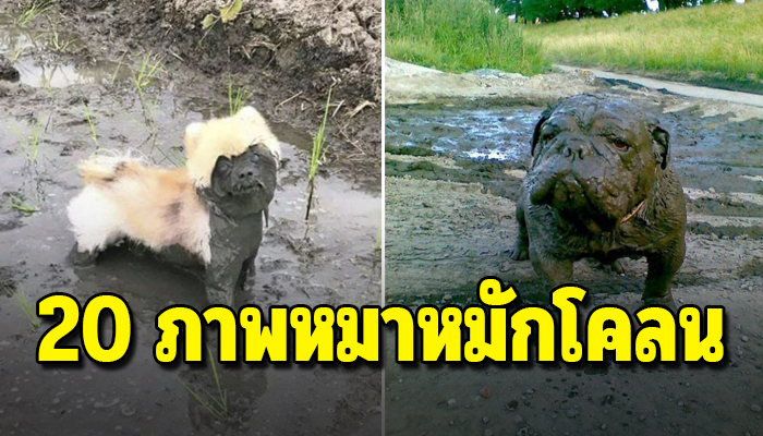 20 ภาพ หมาหมักโคลน จิตใจสะอาดน้ำก็ไม่จำเป็นต้องอาบก็ได้