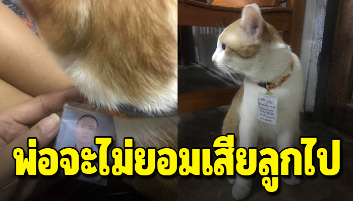เจ้าของกลัวแมวหาย และชาตินี้จะไม่มีวันเสียน้องไป โดยทำรูปนี้ห้อยคอน้องไว้