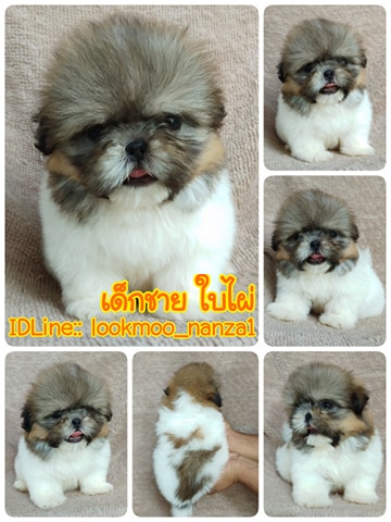 ชิสุทอยแท้!!!! 3สี