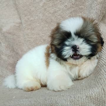 ชิสุทอยแท้!!!! 3สี