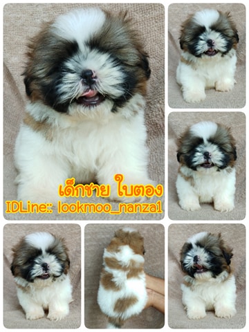 ชิสุทอยแท้!!!! 3สี