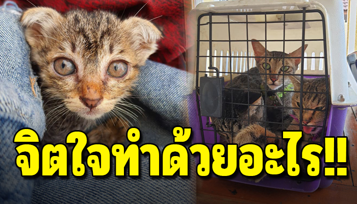 แมวท้องแก่ 6 ชีวิต ถูกยัดใส่กรง เอาทิ้ง จิตใจทำด้วยอะไร