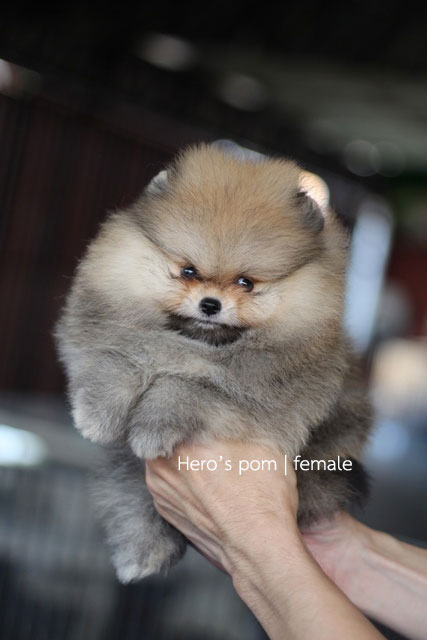 Hero's pom ขายปอมเมอเรเนียน สีส้ม เพศผ้ อายุ 2 เดือน สอบถาม Line : @heropom