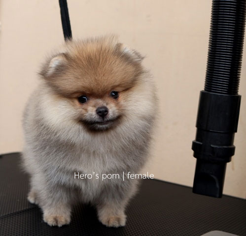 Hero's pom ขายปอมเมอเรเนียน สีส้ม เพศผ้ อายุ 2 เดือน สอบถาม Line : @heropom
