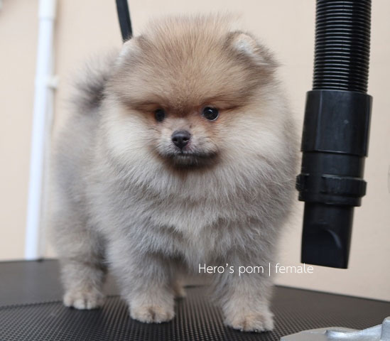 Hero's pom ขายปอมเมอเรเนียน สีส้ม เพศผ้ อายุ 2 เดือน สอบถาม Line : @heropom