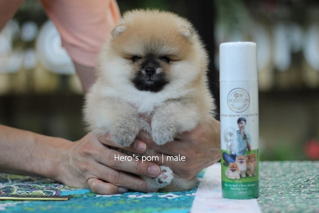 Hero's pom ขายปอมเมอเรเนียน สีส้ม เพศผ้ อายุ 2 เดือน สอบถาม Line : @heropom