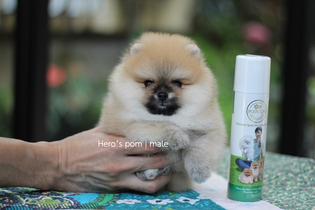 Hero's pom ขายปอมเมอเรเนียน สีส้ม เพศผ้ อายุ 2 เดือน สอบถาม Line : @heropom