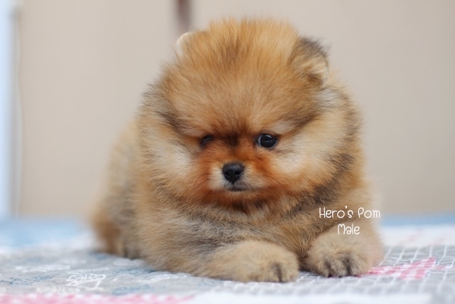 Hero's pom ขายปอมเมอเรเนียน สีส้ม เพศผ้ อายุ 2 เดือน สอบถาม Line : @heropom