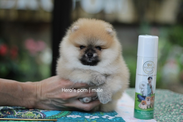 Hero's pom ขายปอมเมอเรเนียน สีส้ม เพศผ้ อายุ 2 เดือน สอบถาม Line : @heropom