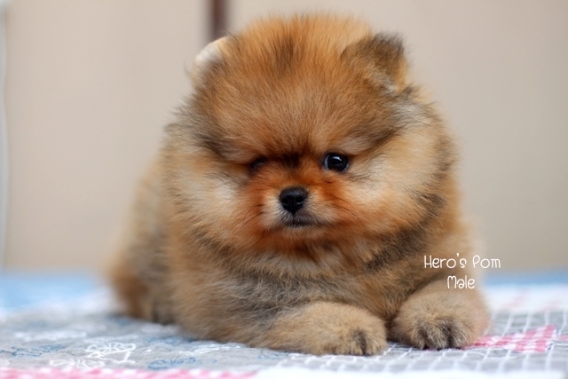 Hero's pom ขายปอมเมอเรเนียน สีส้ม เพศผ้ อายุ 2 เดือน สอบถาม Line : @heropom