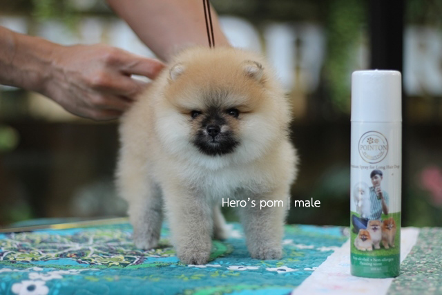Hero's pom ขายปอมเมอเรเนียน สีส้ม เพศผ้ อายุ 2 เดือน สอบถาม Line : @heropom