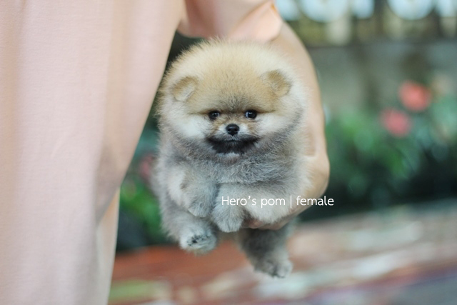 Hero's pom ขายปอมเมอเรเนียน สีส้ม เพศเมีย อายุ 2 เดือน สอบถาม Line : @heropom
