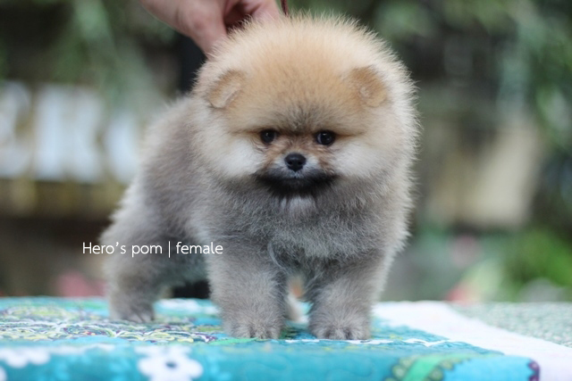 Hero's pom ขายปอมเมอเรเนียน สีส้ม เพศเมีย อายุ 2 เดือน สอบถาม Line : @heropom