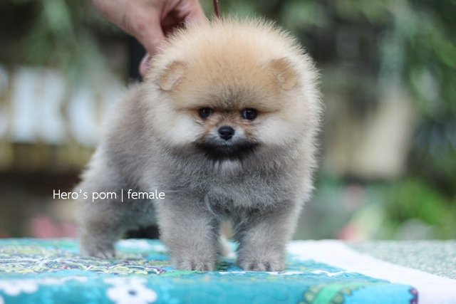 Hero's pom ขายปอมเมอเรเนียน สีส้ม เพศเมีย อายุ 2 เดือน สอบถาม Line : @heropom