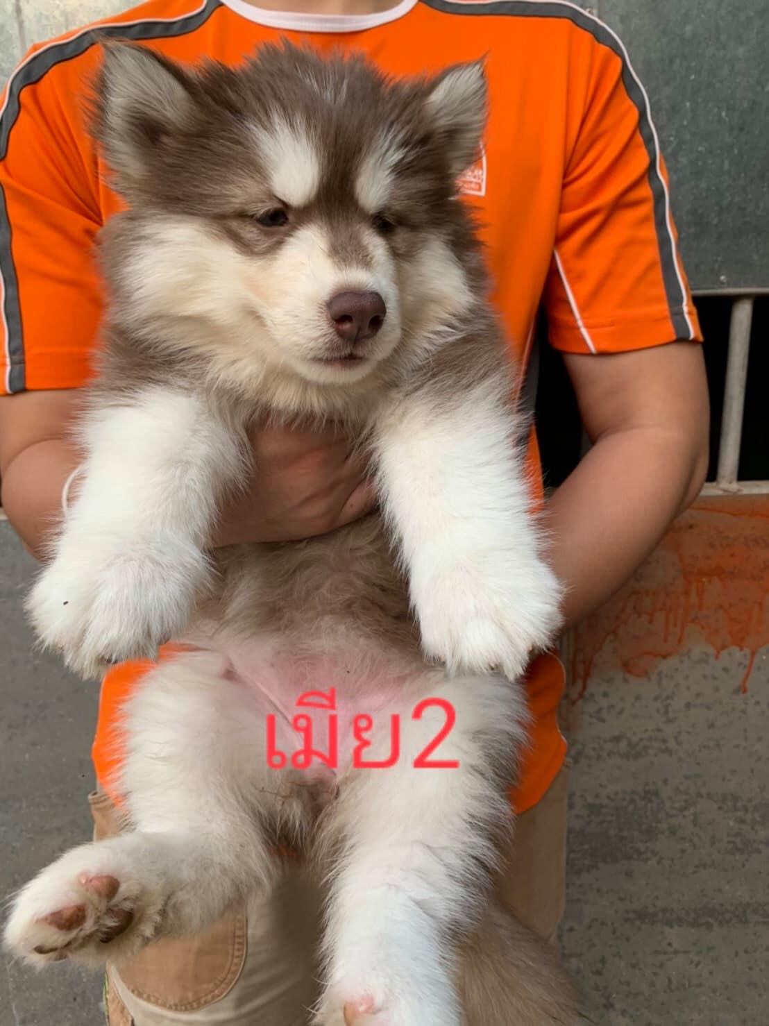 #ไซบีเรียนฮัสกี้  #ไซบีเรียนวู้ดลี่โค้ด    7,800 บาท