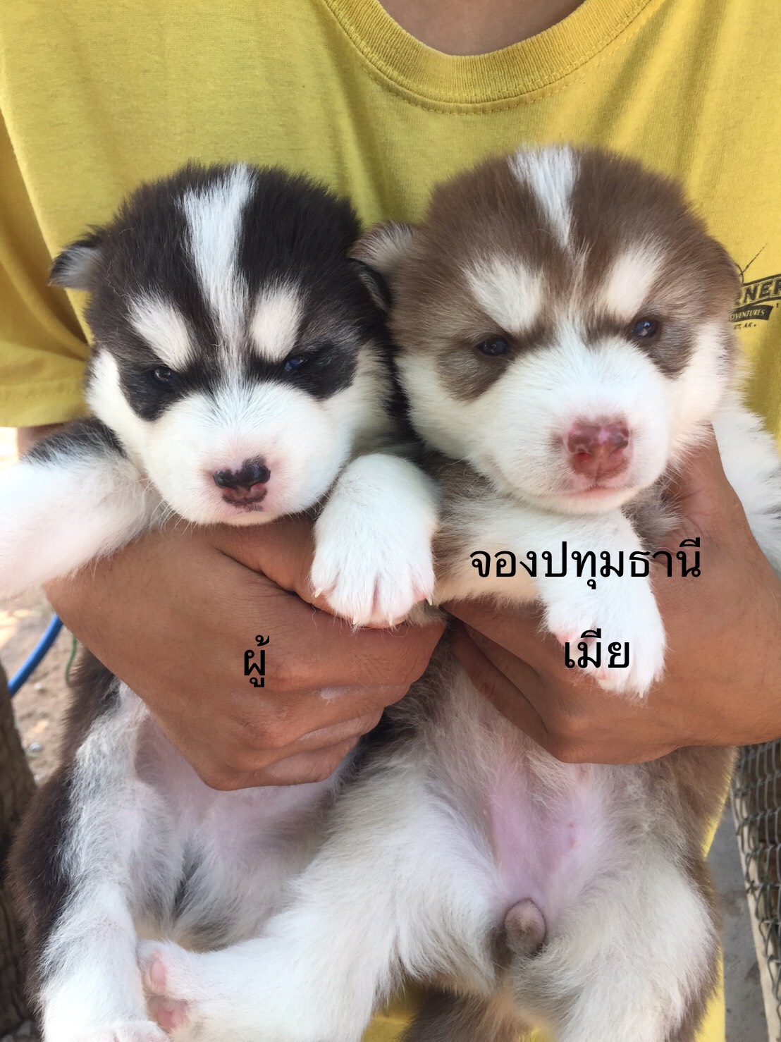#ไซบีเรียนฮัสกี้  #ไซบีเรียนวู้ดลี่โค้ด    7,800 บาท