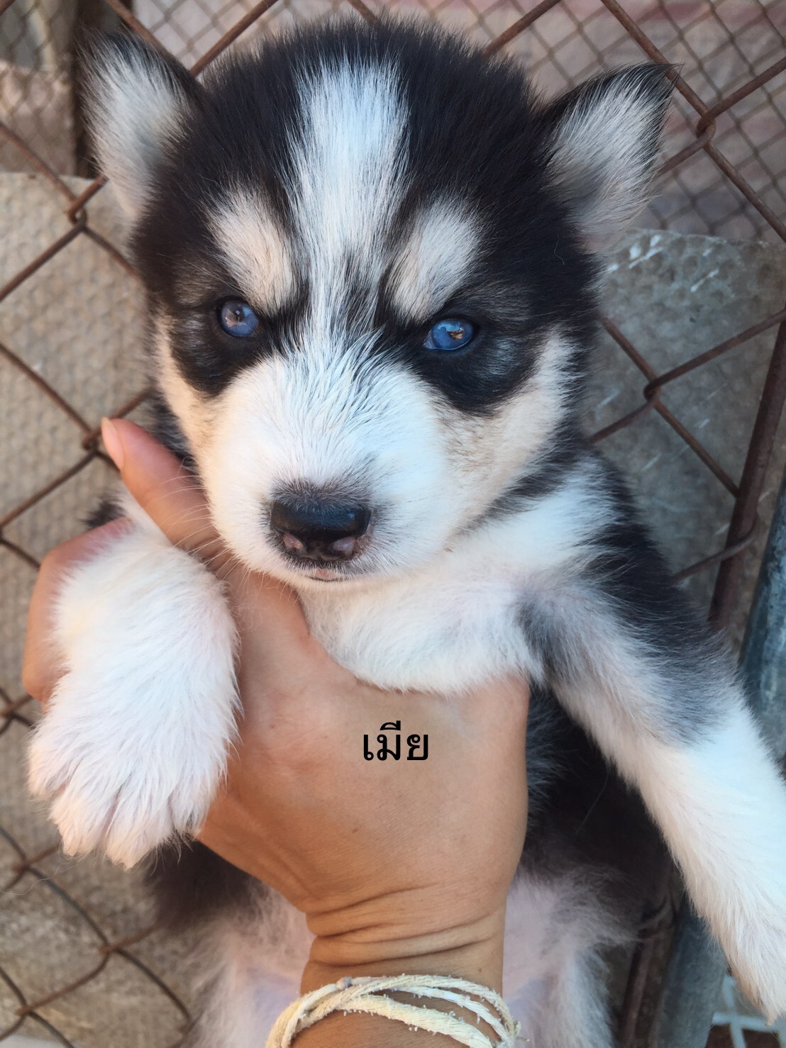 #ไซบีเรียนฮัสกี้  #ไซบีเรียนวู้ดลี่โค้ด    7,800 บาท