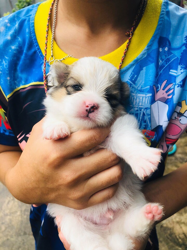 #ขายลูกสุนัขปอมเมอร์เรเนียน