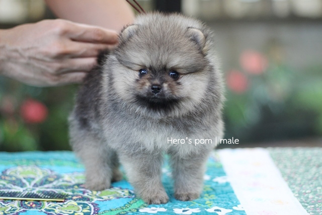 Hero's pom ขายปอมเมอเรเนียน สีส้ม เพศผ้ อายุ 2 เดือน สอบถาม Line : @heropom