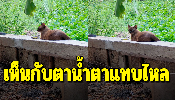 เลี้ยงมาแต่เล็กพอโตชอบเก็บตัวแอบมาหลังบ้านลำพังวันนี้ได้เห็นกับตาน้ำตาแทบไหล