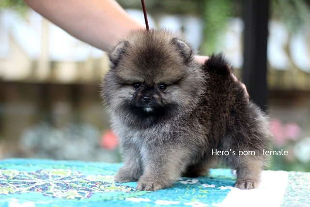 Hero's pom ขายปอมเมอเรเนียน สีส้ม เพศเมีย อายุ 2 เดือน สอบถาม Line : @heropom