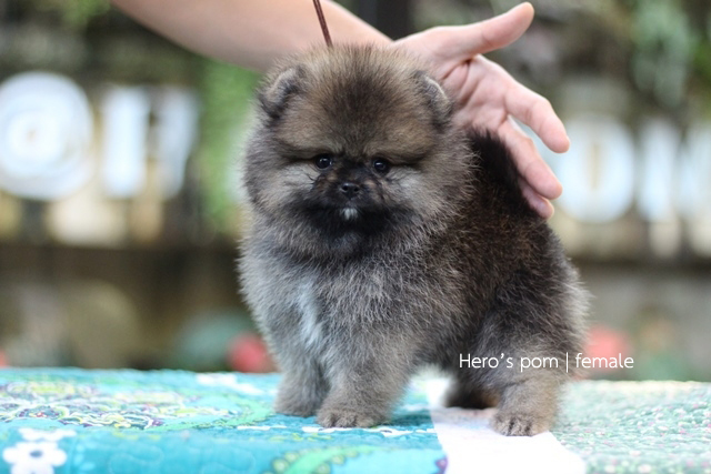 Hero's pom ขายปอมเมอเรเนียน สีส้ม เพศเมีย อายุ 2 เดือน สอบถาม Line : @heropom