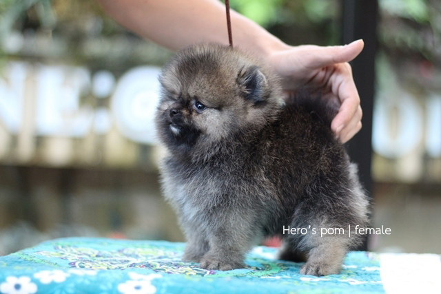 Hero's pom ขายปอมเมอเรเนียน สีส้ม เพศเมีย อายุ 2 เดือน สอบถาม Line : @heropom