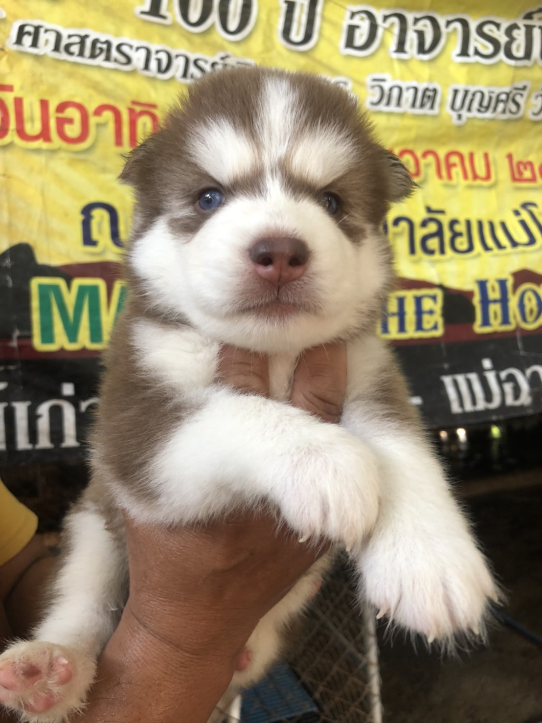 ขายลูกไซบีเรียนสีน้ำตาลตาฟ้า12,000บาท