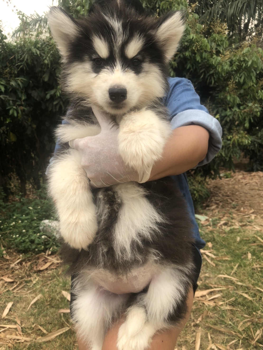 ขายลูกไซบีเรียนพันธุ์แท้8,000บาท