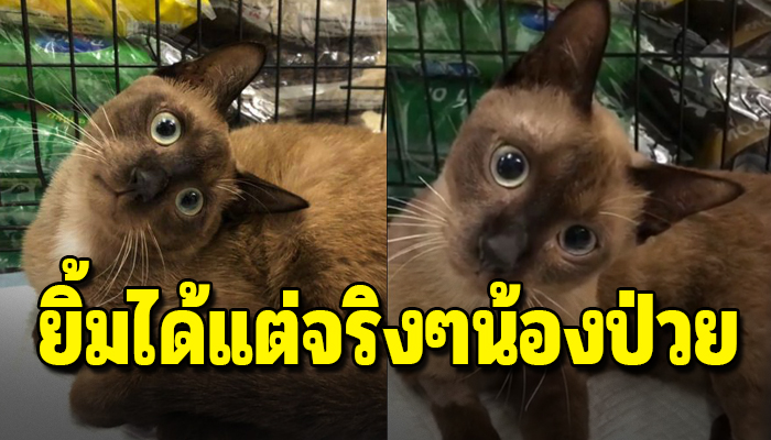 เหมียวน้อยเอียงหัวทำหน้าตาน่ารัก แต่ความเป็นจริงน้องกำลังป่วยหนักอยู่