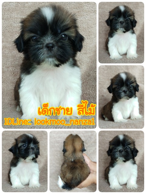 ชิสุทอยแท้!!!! 3สี