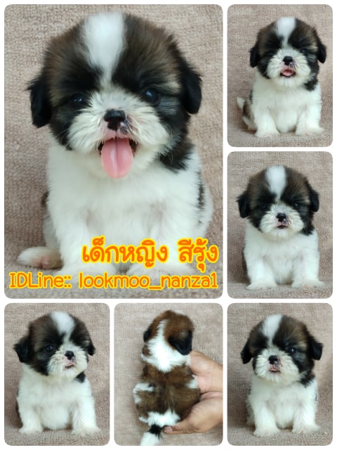 ชิสุทอยแท้!!!! 3สี