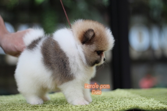 Hero's pom ขายปอมเมอเรเนียน สีปาร์ตี้ เพศผ้ อายุ 2 เดือน สอบถาม Line : @heropom