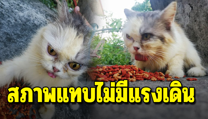แมวจร สภาพผอมโซไร้เรี่ยวแรงจะยืน เร่ร่อนมานานไม่รู้ชีวิตจะเป็นไงต่อ