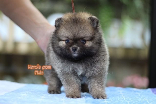 Hero's pom ขายปอมเมอเรเนียน สีส้ม เพศผ้ อายุ 2 เดือน สอบถาม Line : @heropom