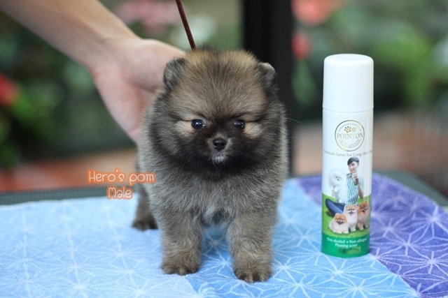 Hero's pom ขายปอมเมอเรเนียน สีส้ม เพศผ้ อายุ 2 เดือน สอบถาม Line : @heropom