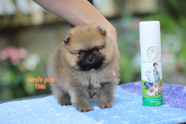 Hero's pom ขายปอมเมอเรเนียน สีส้ม เพศผ้ อายุ 2 เดือน สอบถาม Line : @heropom