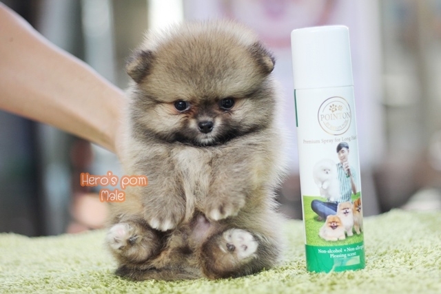Hero's pom ขายปอมเมอเรเนียน สีส้ม เพศผ้ อายุ 2 เดือน สอบถาม Line : @heropom