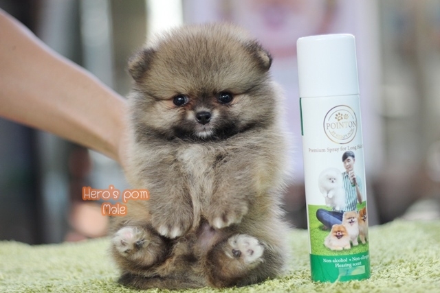 Hero's pom ขายปอมเมอเรเนียน สีส้ม เพศผ้ อายุ 2 เดือน สอบถาม Line : @heropom