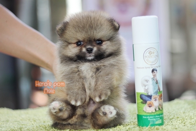 Hero's pom ขายปอมเมอเรเนียน สีส้ม เพศผ้ อายุ 2 เดือน สอบถาม Line : @heropom