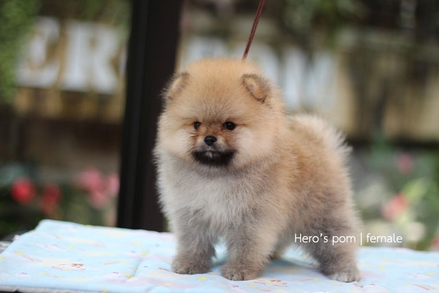 Hero's pom ขายปอมเมอเรเนียน สีส้ม เพศเมีย อายุ 2 เดือน สอบถาม Line : @heropom