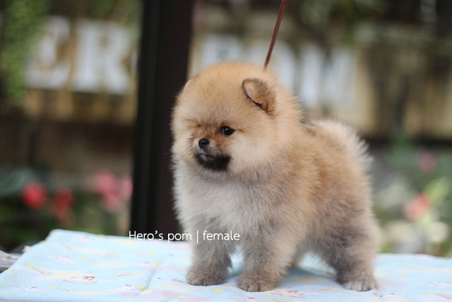 Hero's pom ขายปอมเมอเรเนียน สีส้ม เพศเมีย อายุ 2 เดือน สอบถาม Line : @heropom