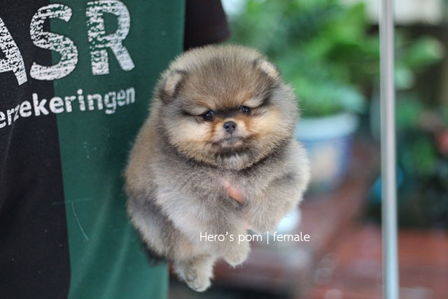 Hero's pom ขายปอมเมอเรเนียน สีส้ม เพศเมีย อายุ 2 เดือน สอบถาม Line : @heropom