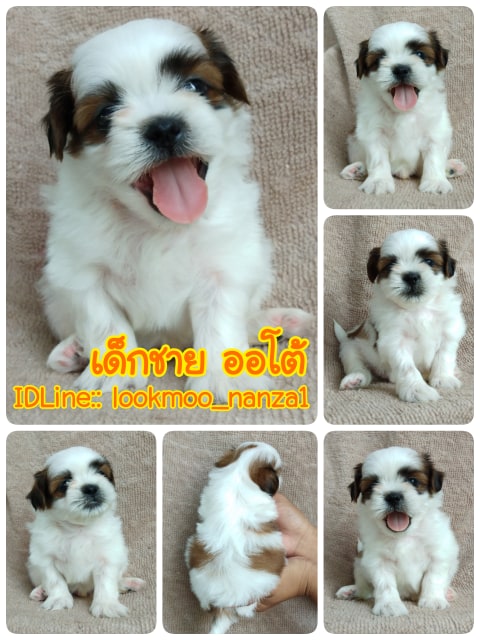 ชิสุทอยแท้!!!! 3สี
